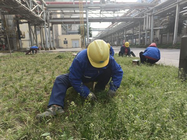 3月22日，行政保衛(wèi)部趙師傅等人在道路兩旁清除雜草。.jpg